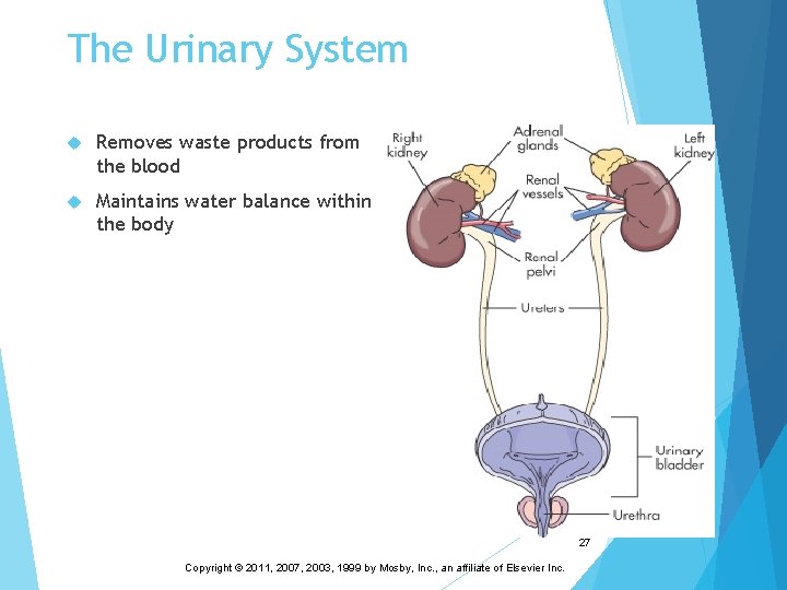 The Urinary System Removes waste products from the blood Maintains water balance within the