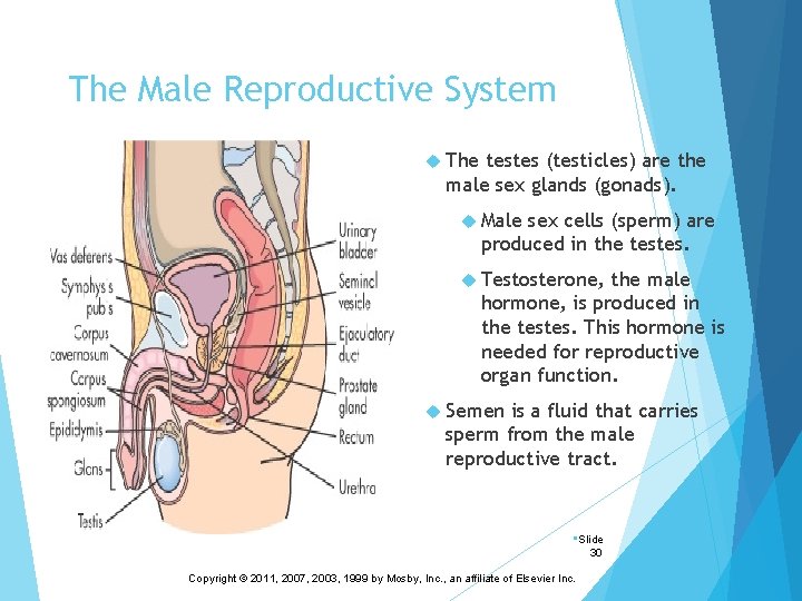 The Male Reproductive System The testes (testicles) are the male sex glands (gonads). Male