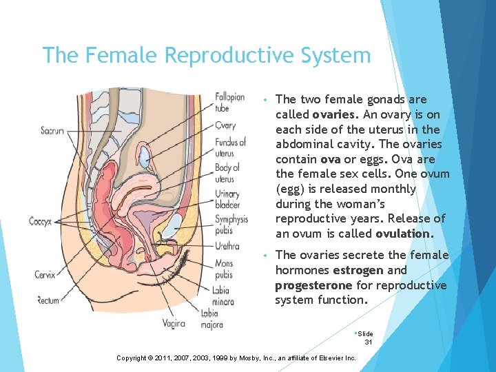 The Female Reproductive System • The two female gonads are called ovaries. An ovary