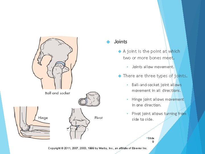 Joints A joint is the point at which two or more bones meet.