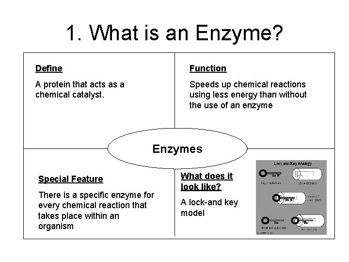 1. What is an Enzyme? Define Function A protein that acts as a chemical