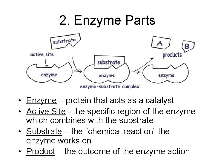 2. Enzyme Parts • Enzyme – protein that acts as a catalyst • Active