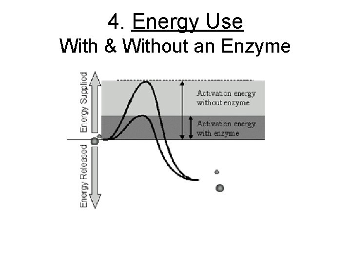 4. Energy Use With & Without an Enzyme 