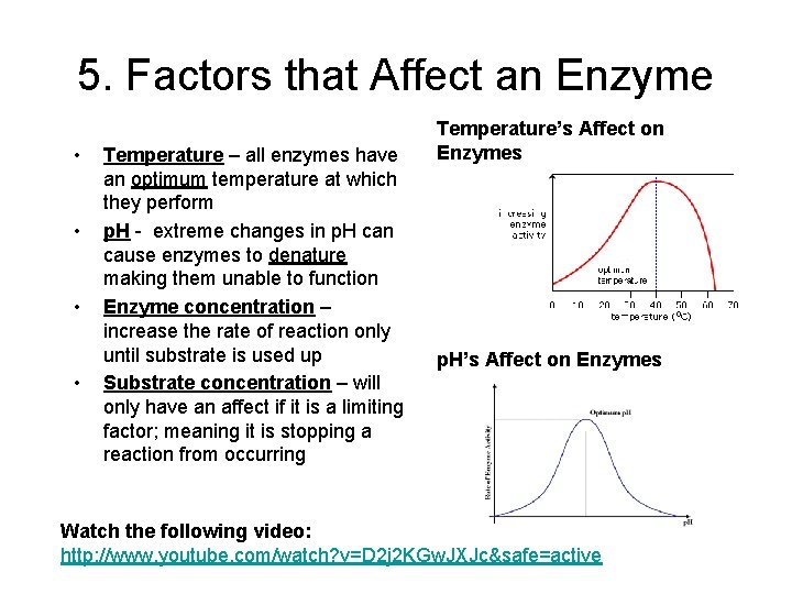 5. Factors that Affect an Enzyme • • Temperature – all enzymes have an