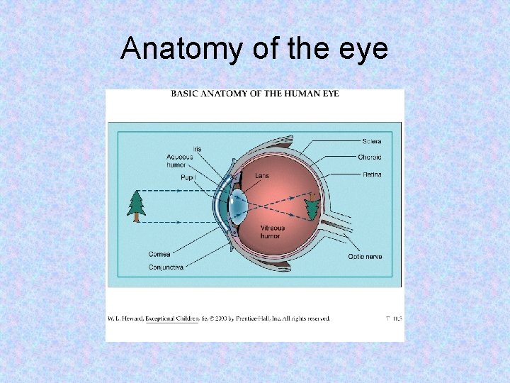 Anatomy of the eye 