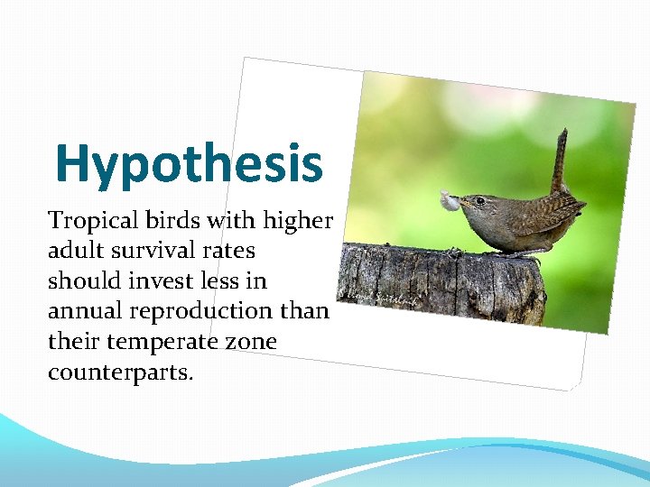 Hypothesis Tropical birds with higher adult survival rates should invest less in annual reproduction Hypothesis Tropical birds with higher adult survival rates should invest less in annual reproduction