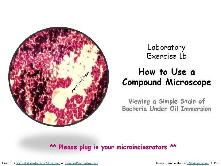 How to Use a Compound Microscope Ar en ’t Th ey Cu te ?