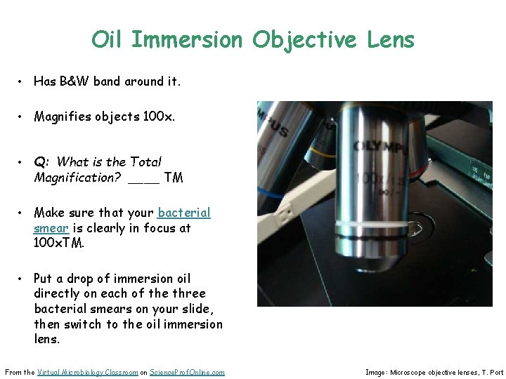 Oil Immersion Objective Lens • Has B&W band around it. • Magnifies objects 100