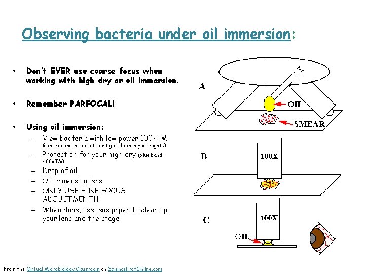 Observing bacteria under oil immersion: • Don’t EVER use coarse focus when working with