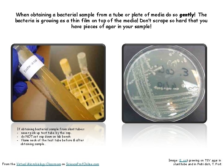 When obtaining a bacterial sample from a tube or plate of media do so
