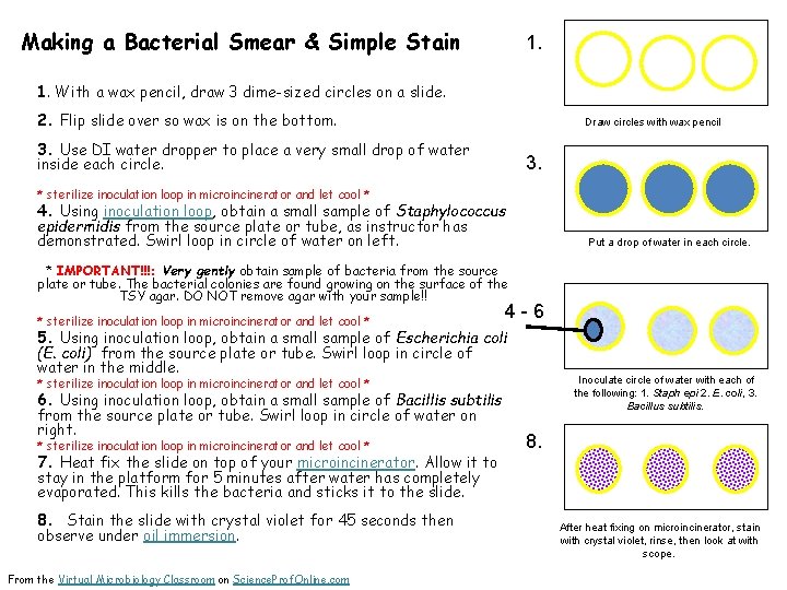 Making a Bacterial Smear & Simple Stain 1. With a wax pencil, draw 3