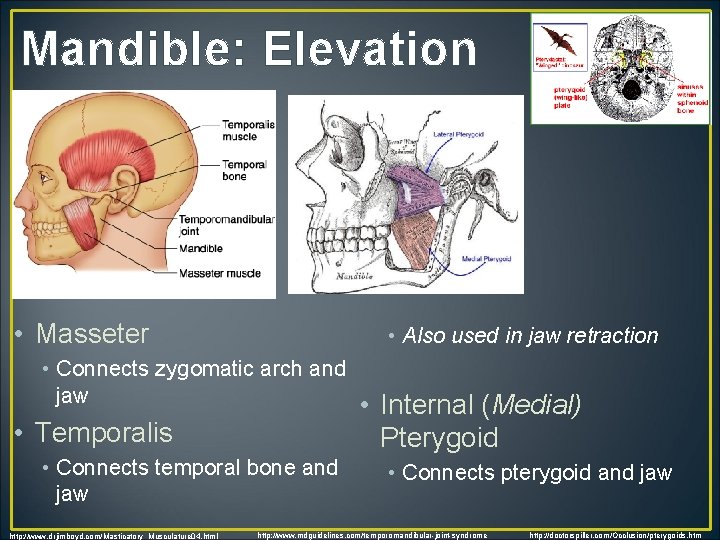 Mandible: Elevation • Masseter • Also used in jaw retraction • Connects zygomatic arch