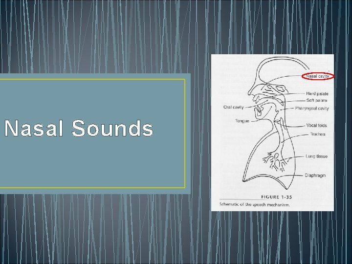 Nasal Sounds 