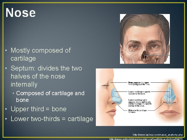 Nose • Mostly composed of cartilage • Septum: divides the two halves of the