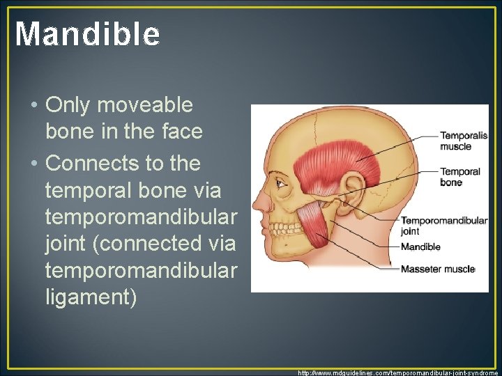 Mandible • Only moveable bone in the face • Connects to the temporal bone