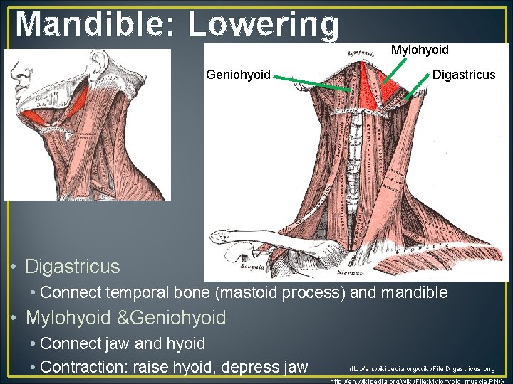 Mandible: Lowering Geniohyoid Mylohyoid Digastricus • Digastricus • Connect temporal bone (mastoid process) and