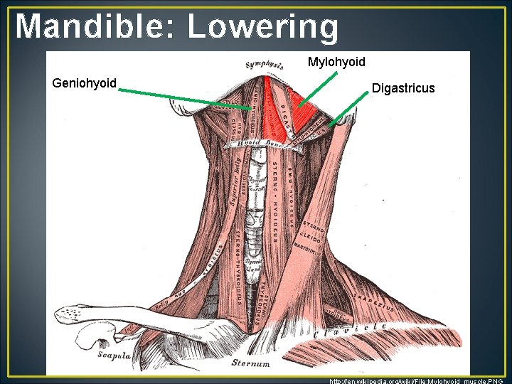 Mandible: Lowering Mylohyoid Geniohyoid Digastricus http: //en. wikipedia. org/wiki/File: Mylohyoid_muscle. PNG 