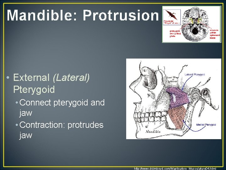Mandible: Protrusion • External (Lateral) Pterygoid • Connect pterygoid and jaw • Contraction: protrudes