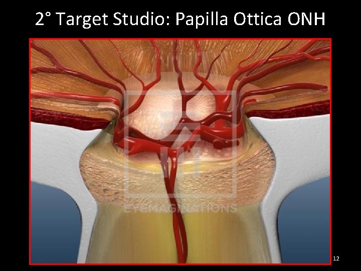 2° Target Studio: Papilla Ottica ONH 12 