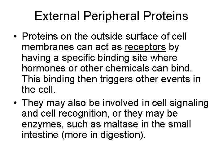 External Peripheral Proteins • Proteins on the outside surface of cell membranes can act