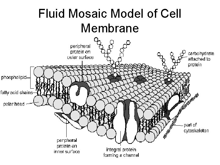 Fluid Mosaic Model of Cell Membrane 