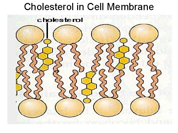 Cholesterol in Cell Membrane 