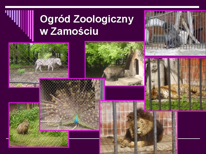 Ogród Zoologiczny w Zamościu 