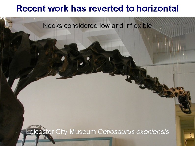 Recent work has reverted to horizontal Necks considered low and inflexible Leicester City Museum