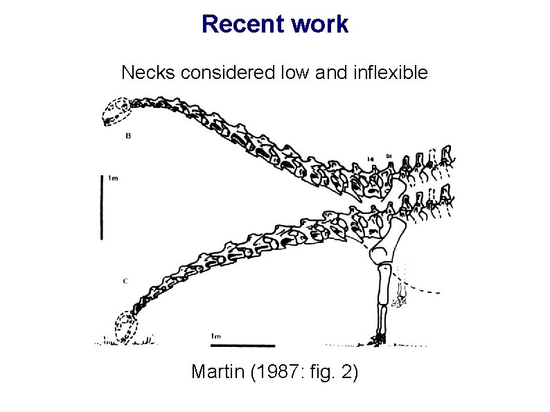 Recent work Necks considered low and inflexible Martin (1987: fig. 2) 