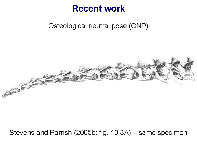 Recent work Osteological neutral pose (ONP) Stevens and Parrish (2005 b: fig. 10. 3