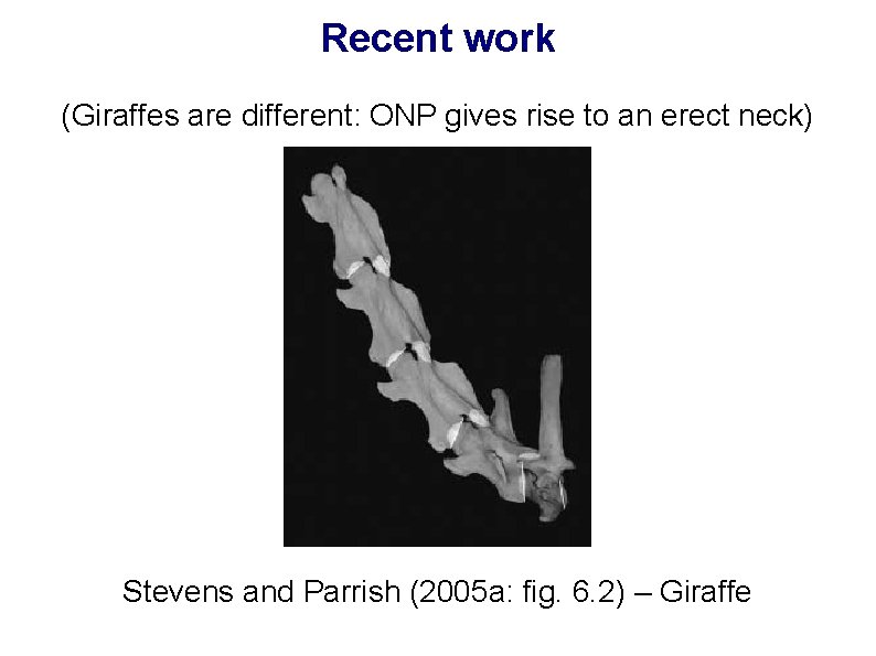 Recent work (Giraffes are different: ONP gives rise to an erect neck) Stevens and
