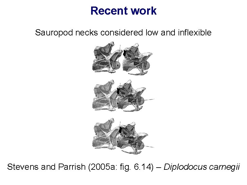 Recent work Sauropod necks considered low and inflexible Stevens and Parrish (2005 a: fig.