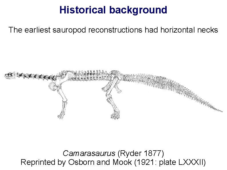 Historical background The earliest sauropod reconstructions had horizontal necks Camarasaurus (Ryder 1877) Reprinted by