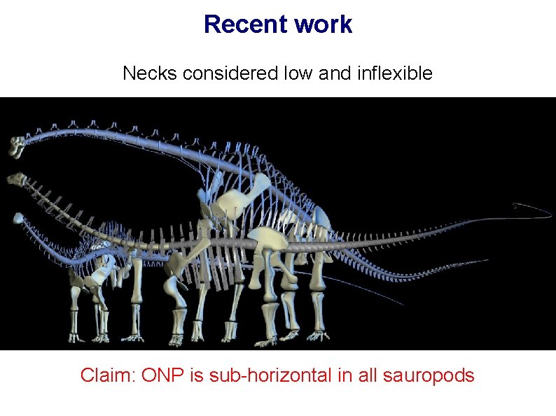 Recent work Necks considered low and inflexible Claim: ONP is sub-horizontal in all sauropods