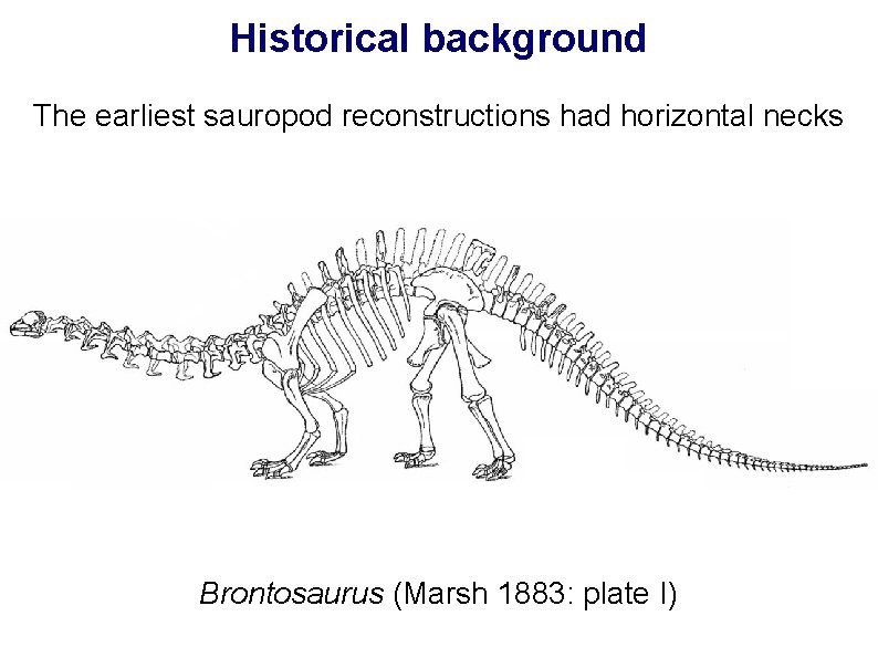 Historical background The earliest sauropod reconstructions had horizontal necks Brontosaurus (Marsh 1883: plate I)