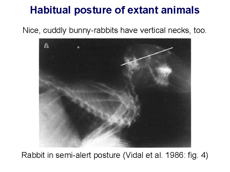 Habitual posture of extant animals Nice, cuddly bunny-rabbits have vertical necks, too. Rabbit in