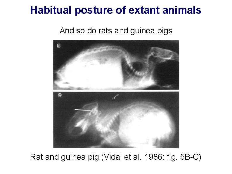 Habitual posture of extant animals And so do rats and guinea pigs Rat and