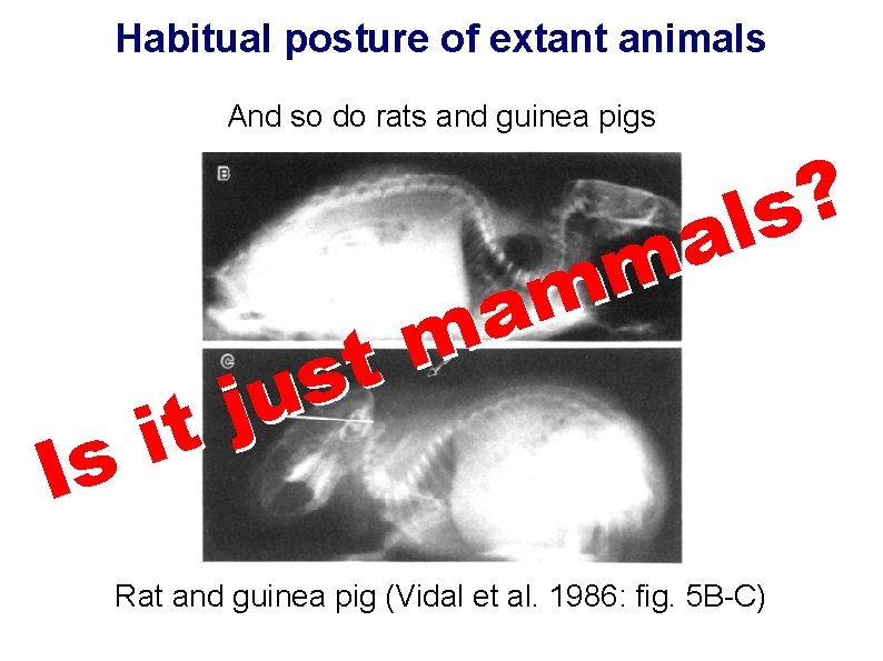 Habitual posture of extant animals And so do rats and guinea pigs ? s