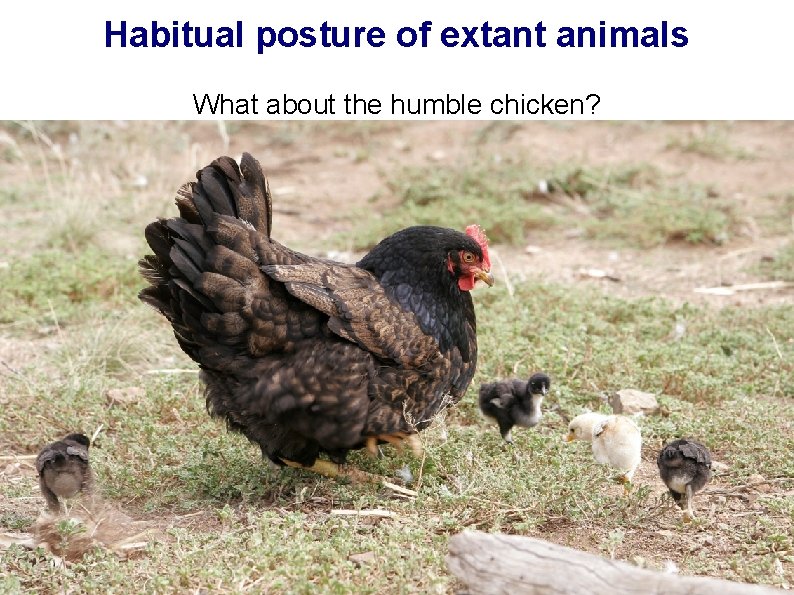 Habitual posture of extant animals What about the humble chicken? 