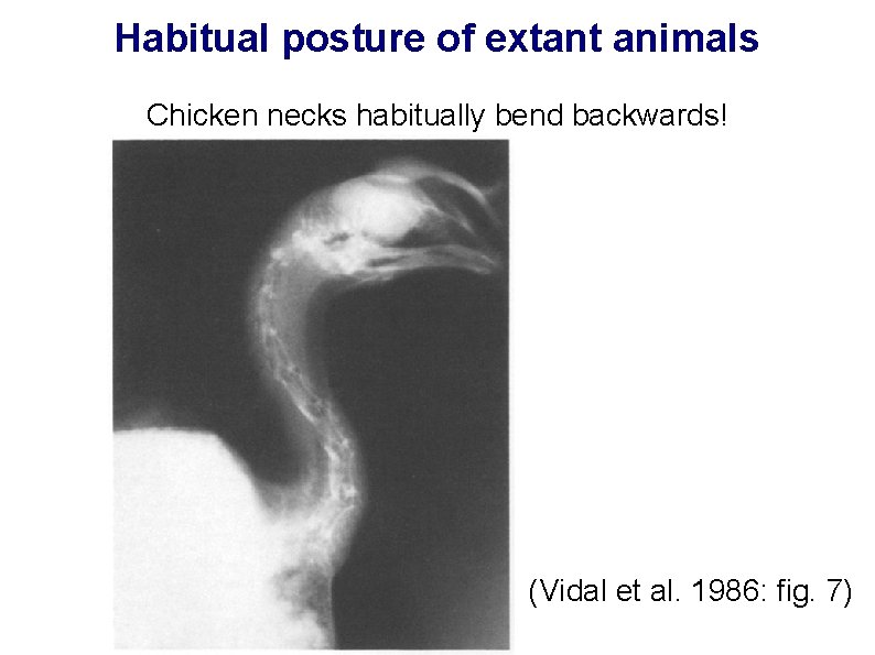 Habitual posture of extant animals Chicken necks habitually bend backwards! (Vidal et al. 1986: