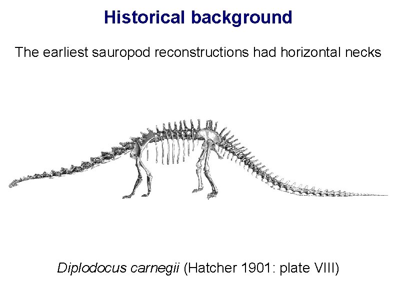 Historical background The earliest sauropod reconstructions had horizontal necks Diplodocus carnegii (Hatcher 1901: plate