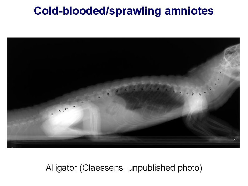 Cold-blooded/sprawling amniotes Alligator (Claessens, unpublished photo) 