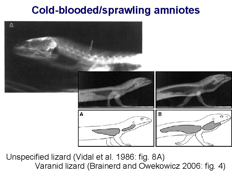 Cold-blooded/sprawling amniotes Unspecified lizard (Vidal et al. 1986: fig. 8 A) Varanid lizard (Brainerd