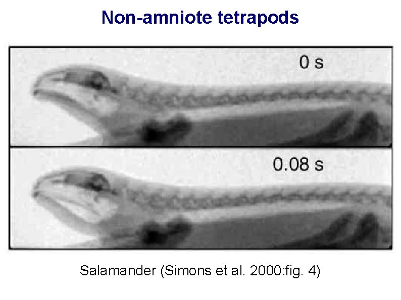 Non-amniote tetrapods Salamander (Simons et al. 2000: fig. 4) 