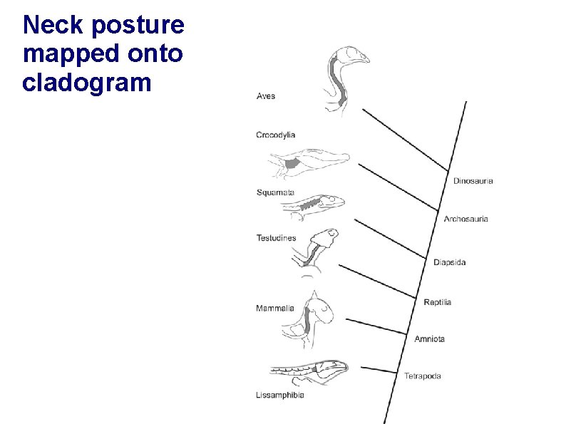 Neck posture mapped onto cladogram 