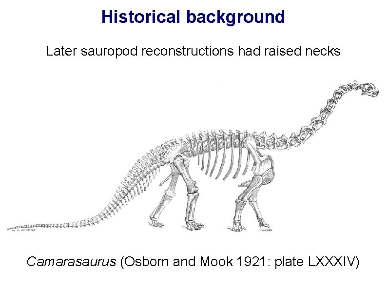 Historical background Later sauropod reconstructions had raised necks Camarasaurus (Osborn and Mook 1921: plate