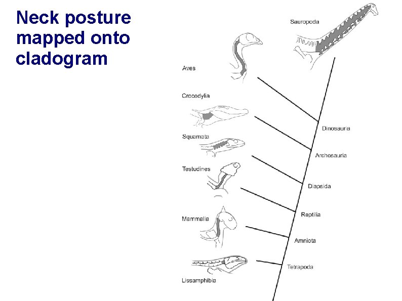 Neck posture mapped onto cladogram 