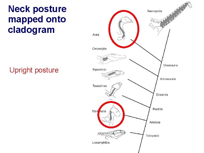 Neck posture mapped onto cladogram Upright posture 