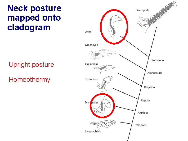 Neck posture mapped onto cladogram Upright posture Homeothermy 