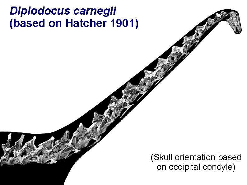 Diplodocus carnegii (based on Hatcher 1901) (Skull orientation based on occipital condyle) 